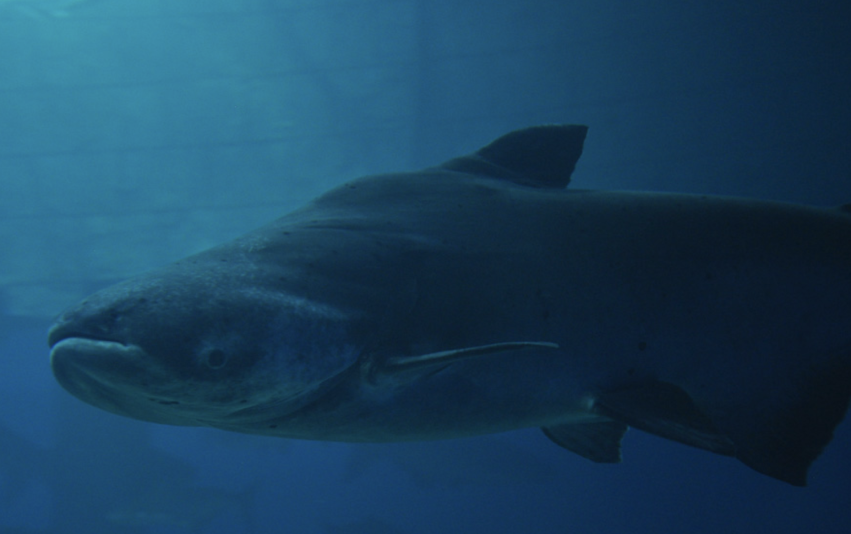  p>湄公河巨型鲶鱼(学名: i>pangasianodon gigas /i>)是𩷶科