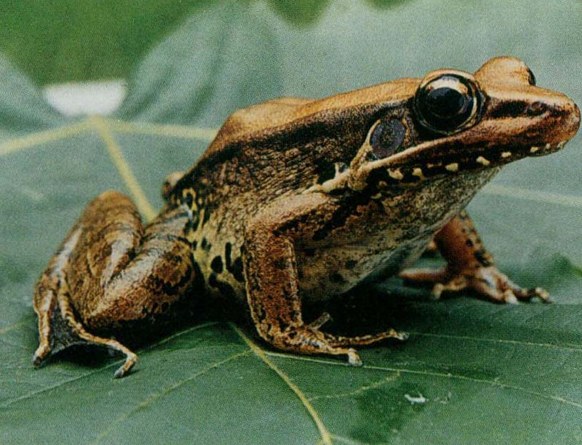 沼水蛙