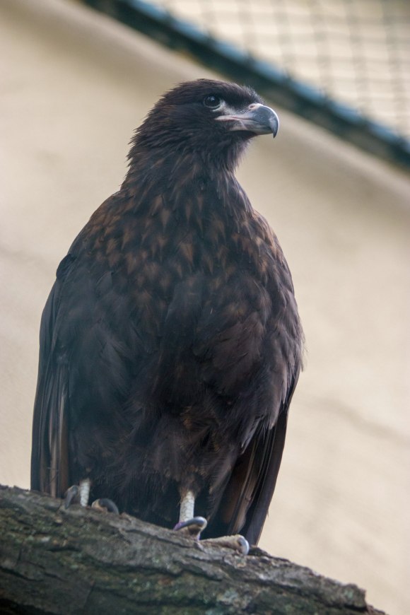 phalcoboenus australis