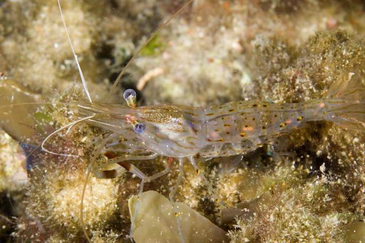  p>宫池长臂虾市长臂虾科物种,产于黄河水系. /p>