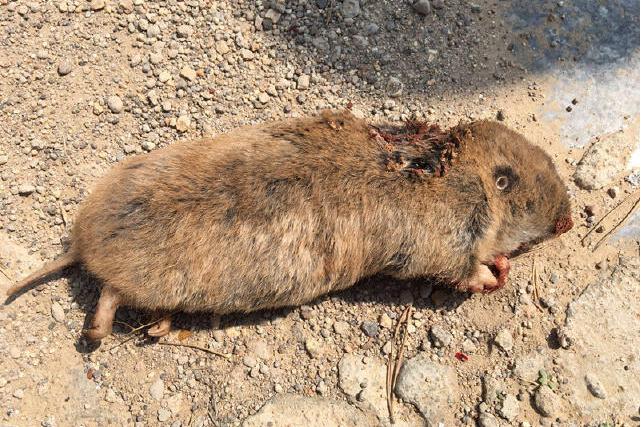 中华鼢鼠甘肃亚种