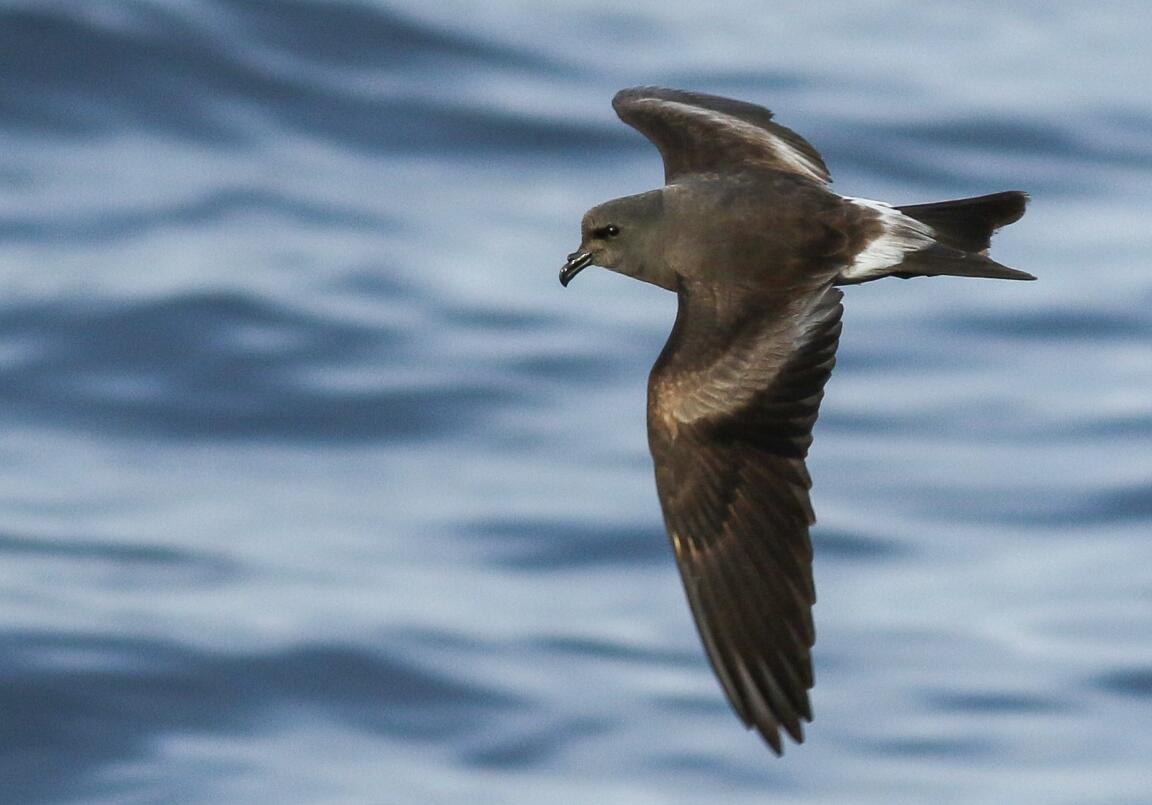  p>白腰叉尾海燕(学名: i>oceanodroma leucorhoa /i>): a target="