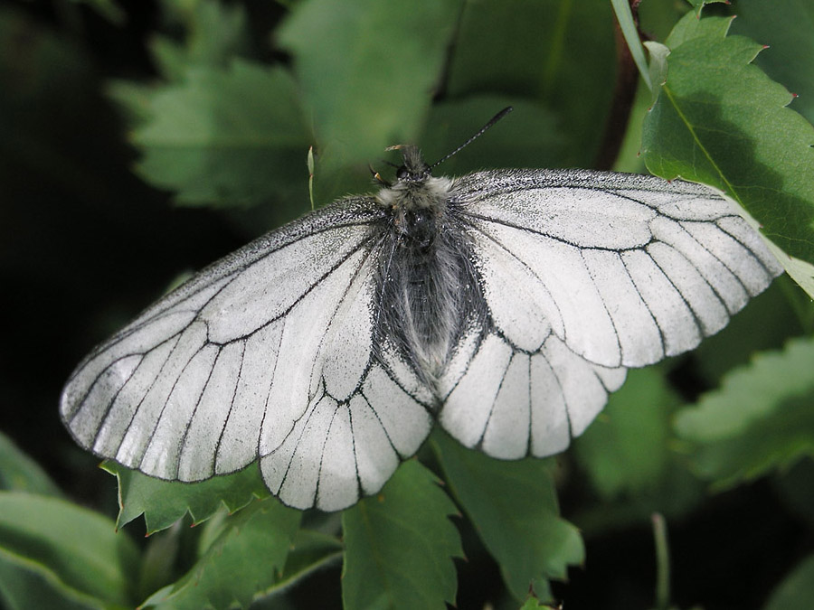 parnassius glacialis