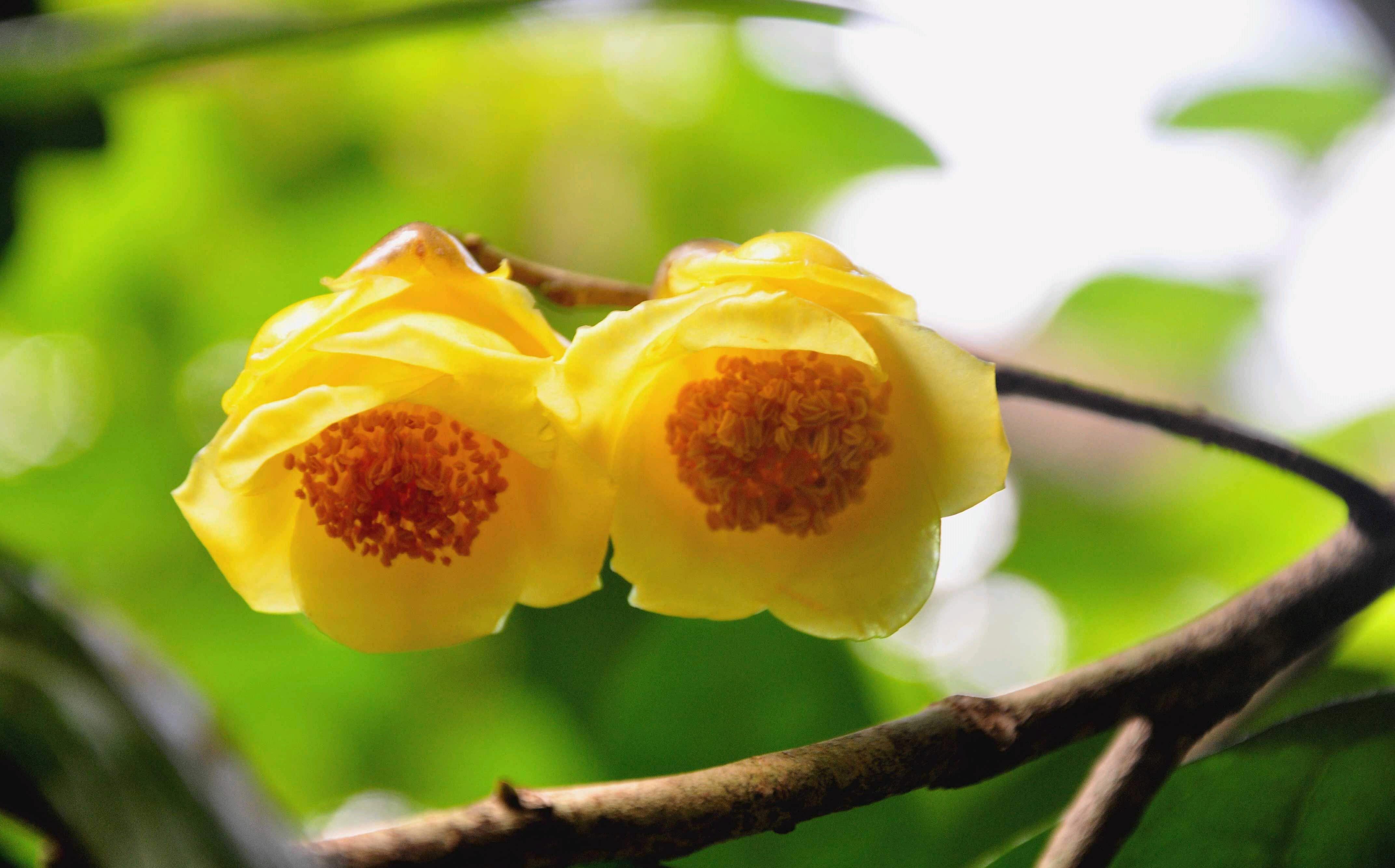 中东金花茶无性系26号