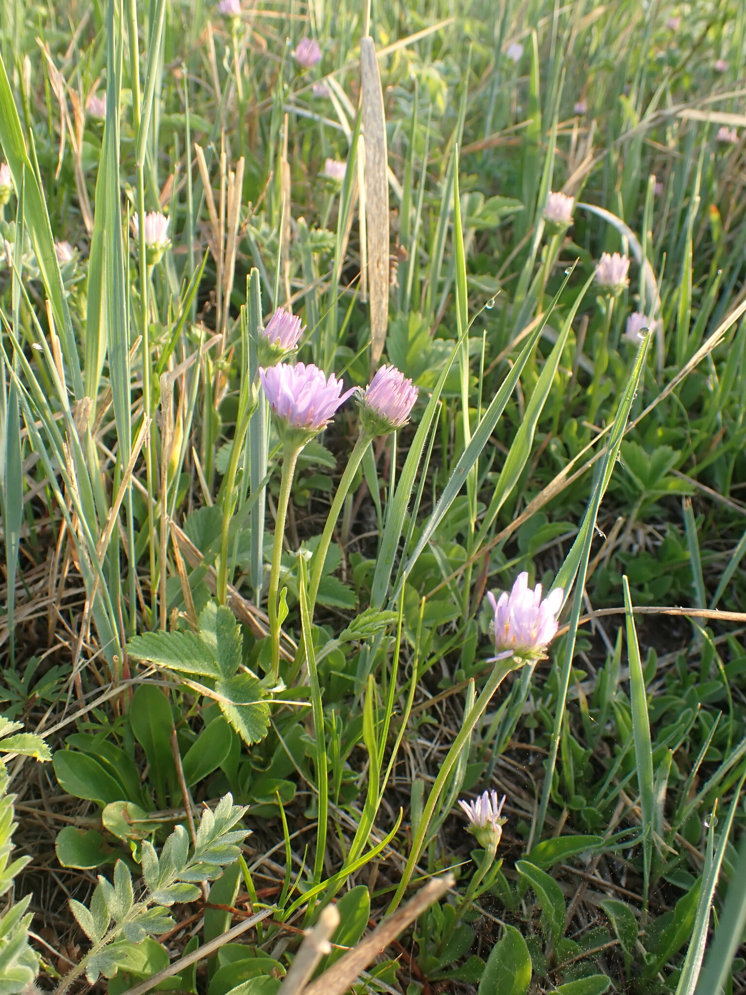 高山紫菀