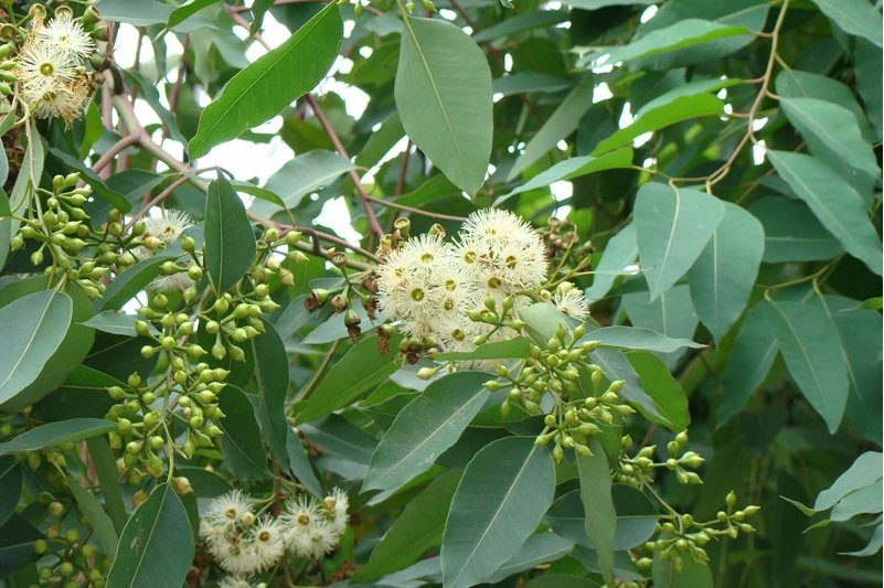  p>广叶桉(学名: i>eucalyptus amplifolia /i> naudin)是 a target="