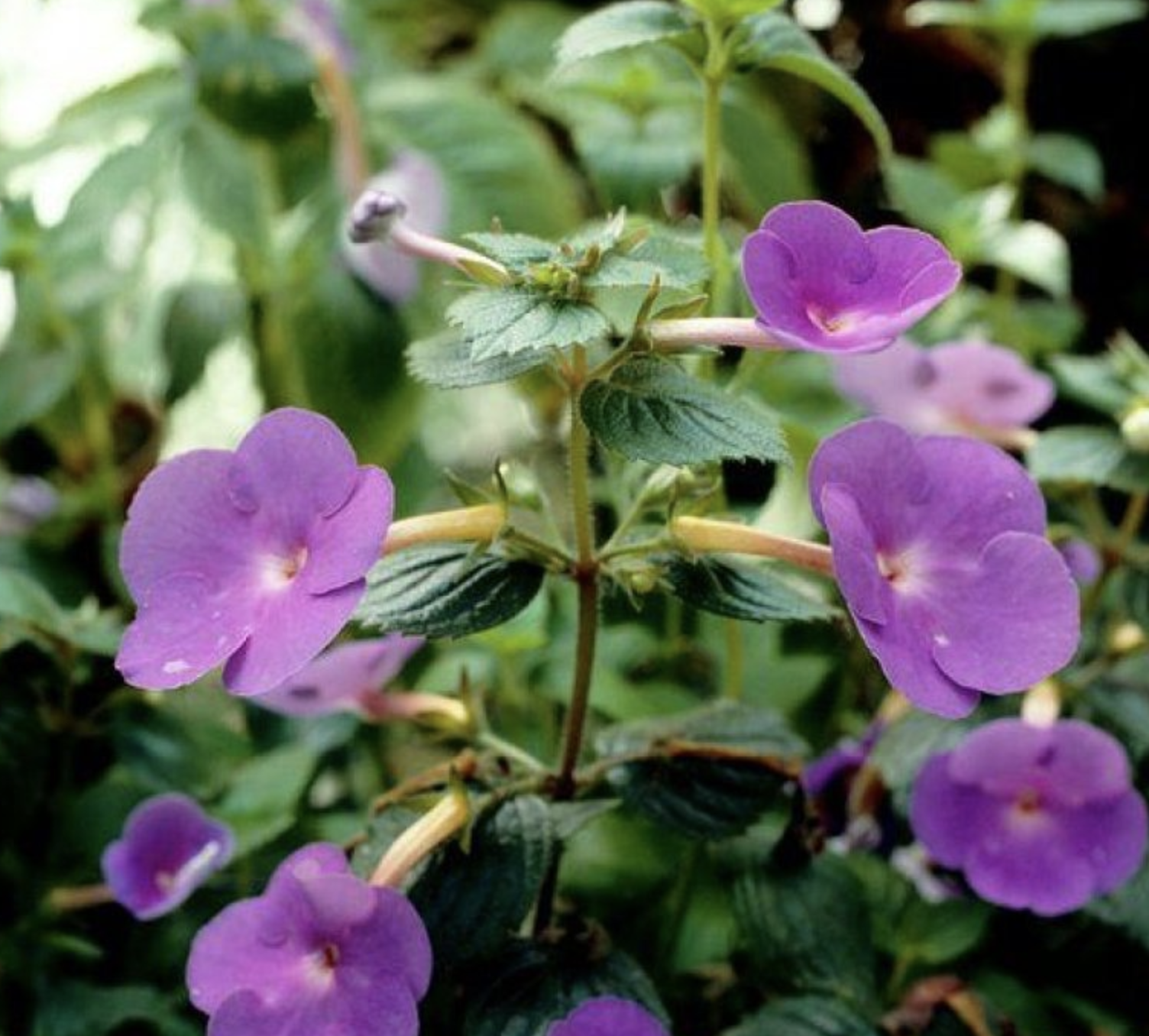 是苦苣苔科,长筒花属植物.