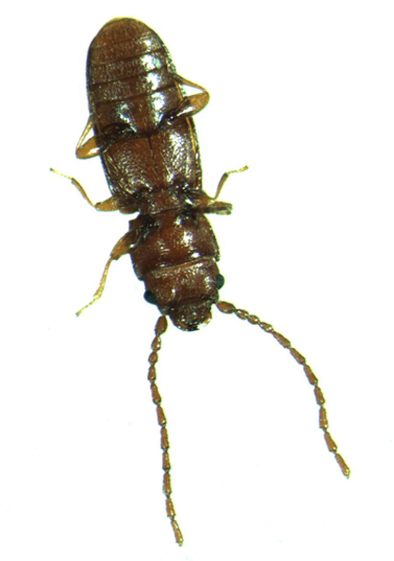 成虫耐低温,在一10℃时可活20天,0℃时可活80天.