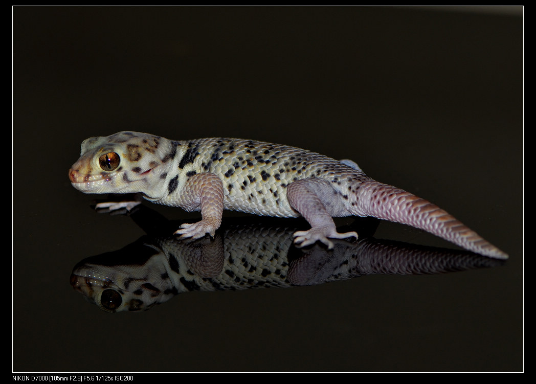  p>蛙眼守宫是常见的三种家养蜥蜴之一(绿鬣蜥,鬃狮蜥,蛙眼守宫).