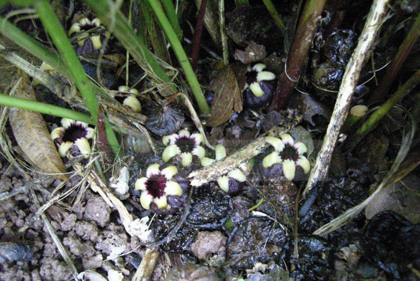  p>大花蜘蛛抱蛋 i>(学名:aspidistra tonkinensis) /i>为 a target="