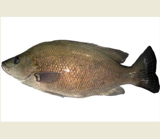  p>鲈亚目, i>percoidei /i>,为 a href="#" data-lemmaid="2520993">