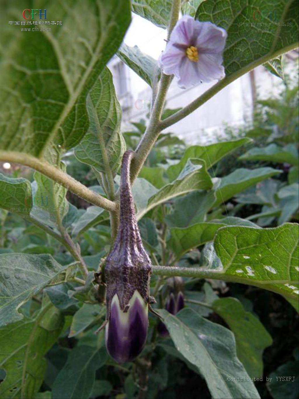  p>茄根,中药名.为茄科茄属植物茄 i>solanum melongena /i> l.的根.