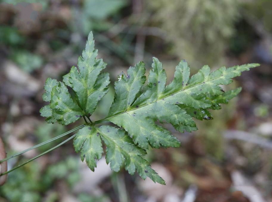 是 a target="_blank" href="/item/毛茛科">毛茛科 /a>,黄连属