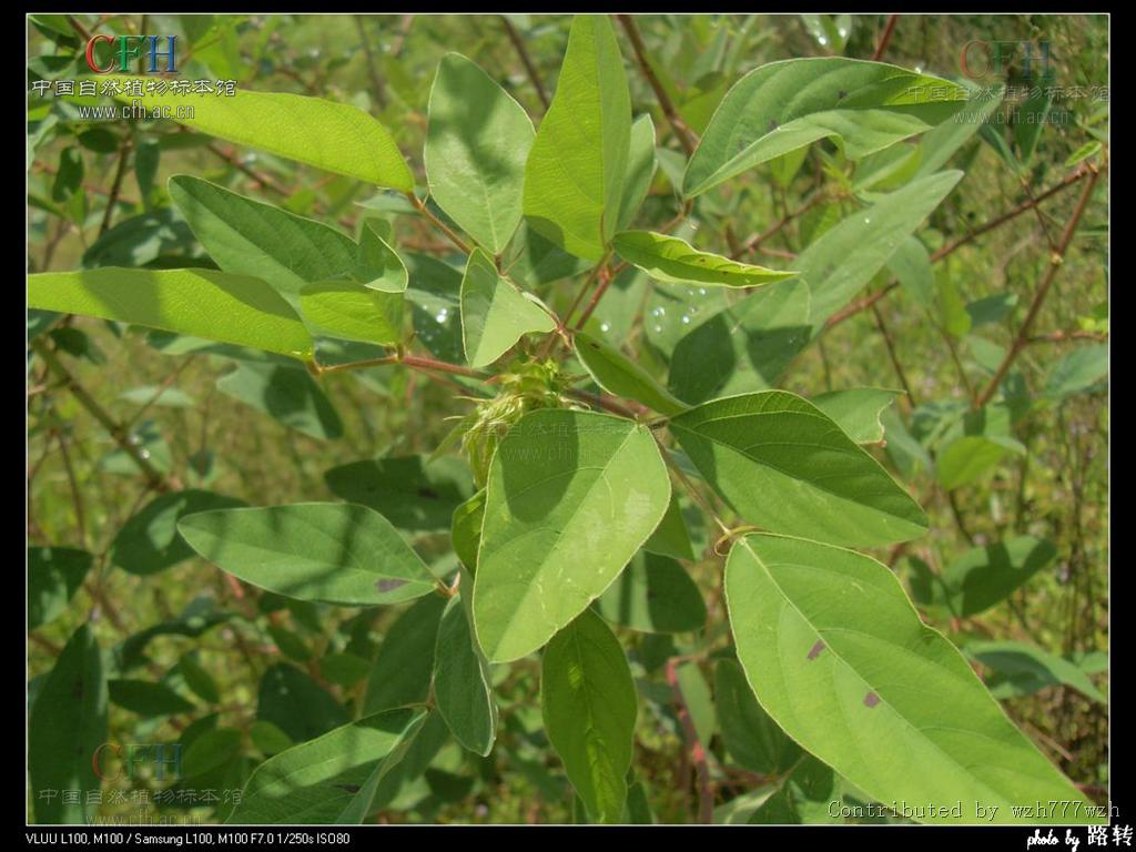  p> b>南美山蚂蝗 /b>(学名: b> i>desmodium