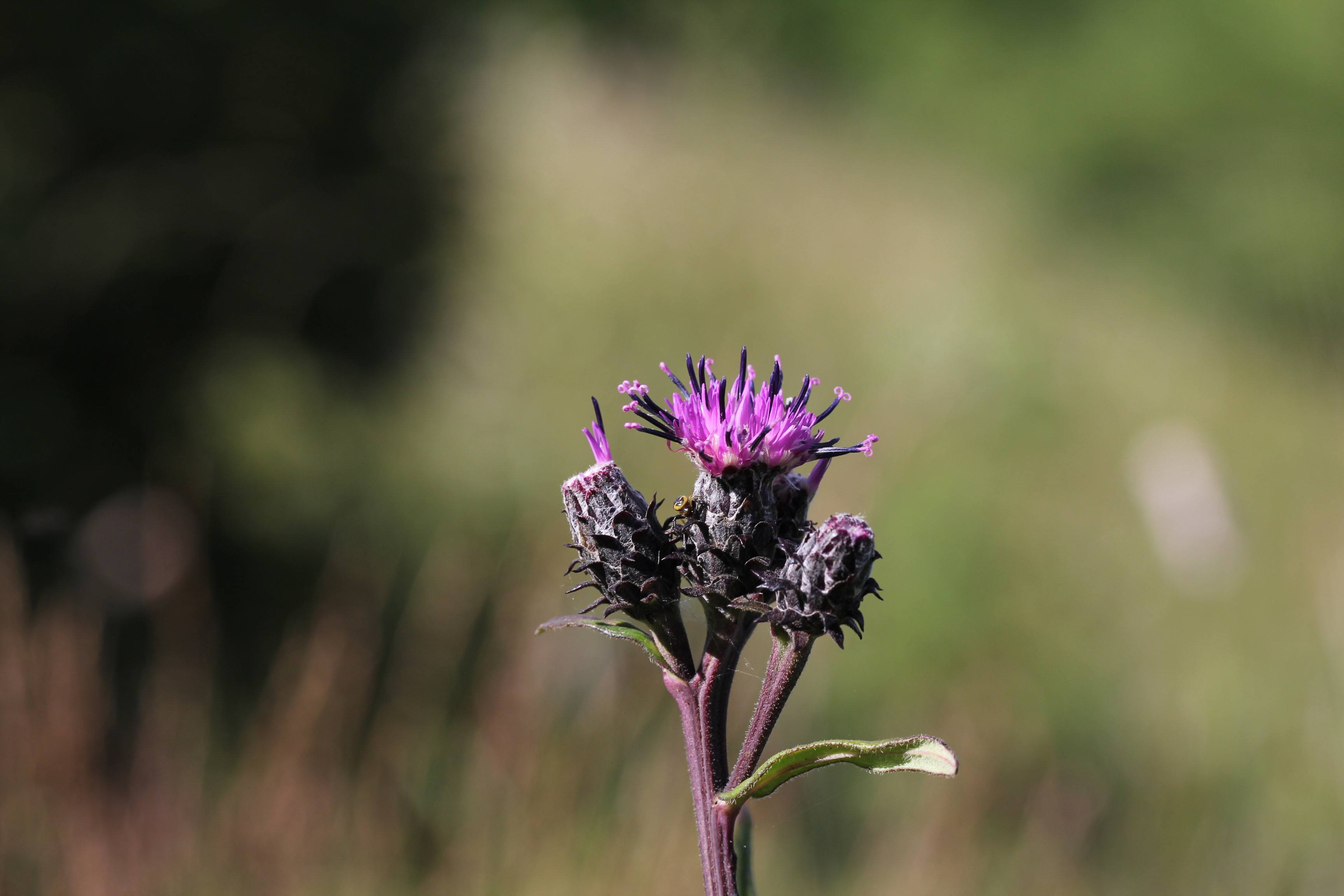  p> b>银背风毛菊 /b>(学名: i>saussurea nivea /i>)为 a target="