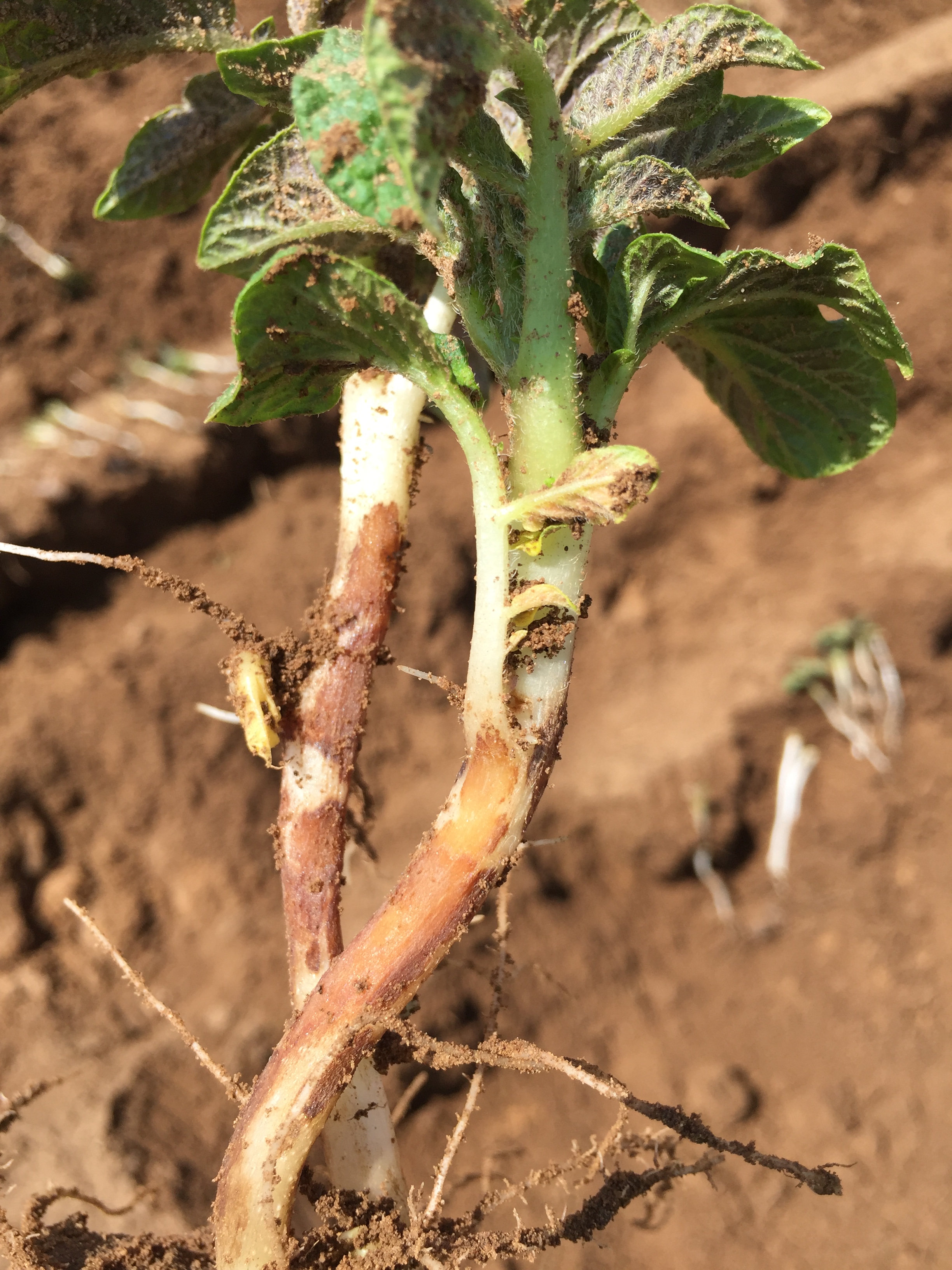 gnwry61plo">属: a target="_blank" href="/item/丝核菌属/19279516"