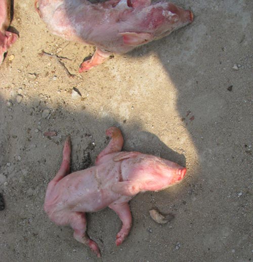  p data-id="gnaw626fk5">猪八字腿是指新生仔猪两只前腿和/或两只