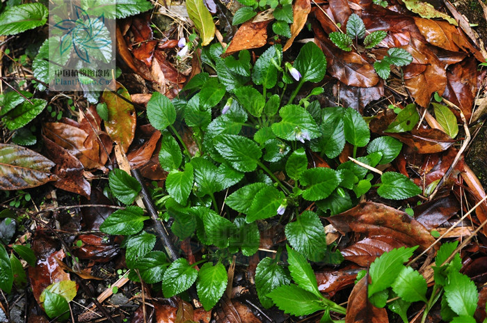  p>柔毛堇菜(学名:viola principis)是堇菜科堇菜属的多年生草本植物.