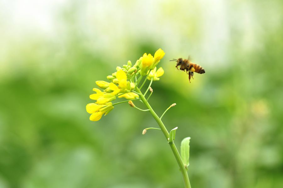 蜜蜂花属