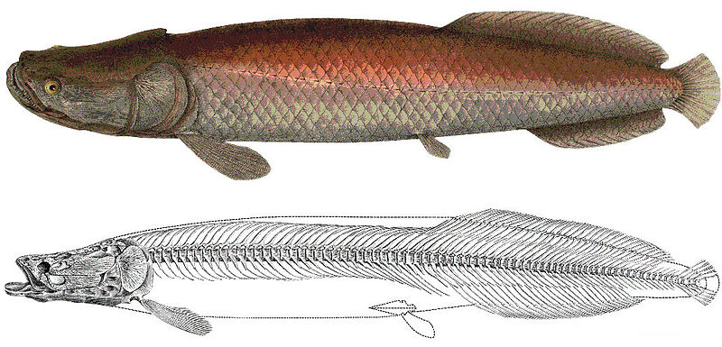 arapaima agassizii