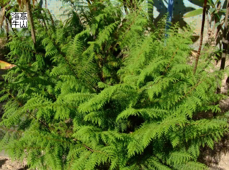  p>日本花柏{拉丁学名:chamaecyparis pisifera (sieb. et zucc.