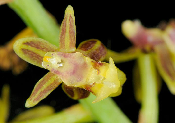  p>大序隔距兰(学名: i>cleisostoma paniculatum /i>  (ker-gawl.