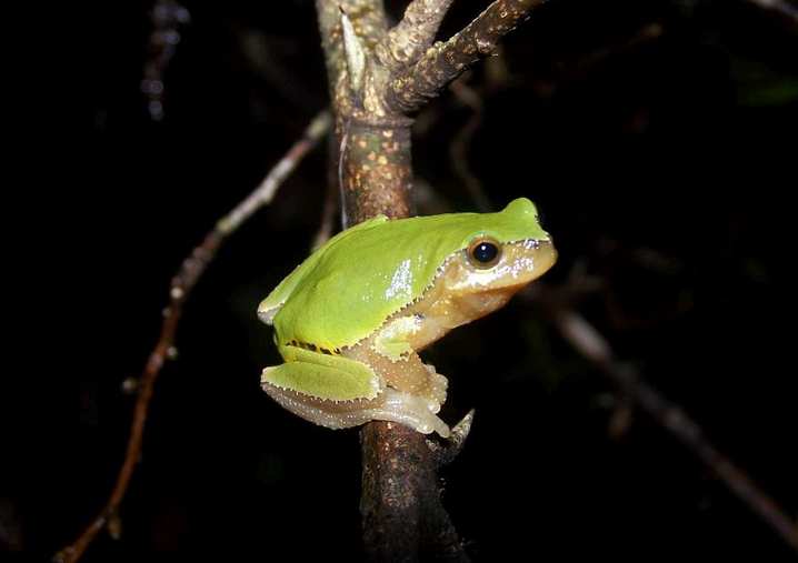  p>雨蛙科(hylidae):无尾目的一科.