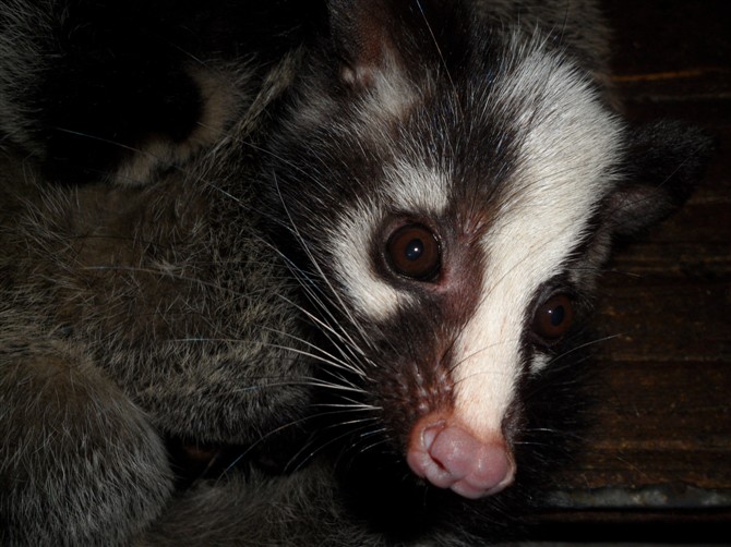  p data-id="gnbldpu426">白鼻心是果子狸的别称,又叫做白鼻狗,花面