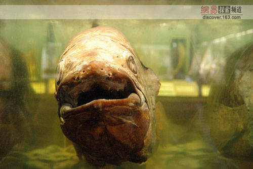 latimeria chalumnae)体长2米,是腔棘鱼目矛尾鱼科的唯一种,是唯一现