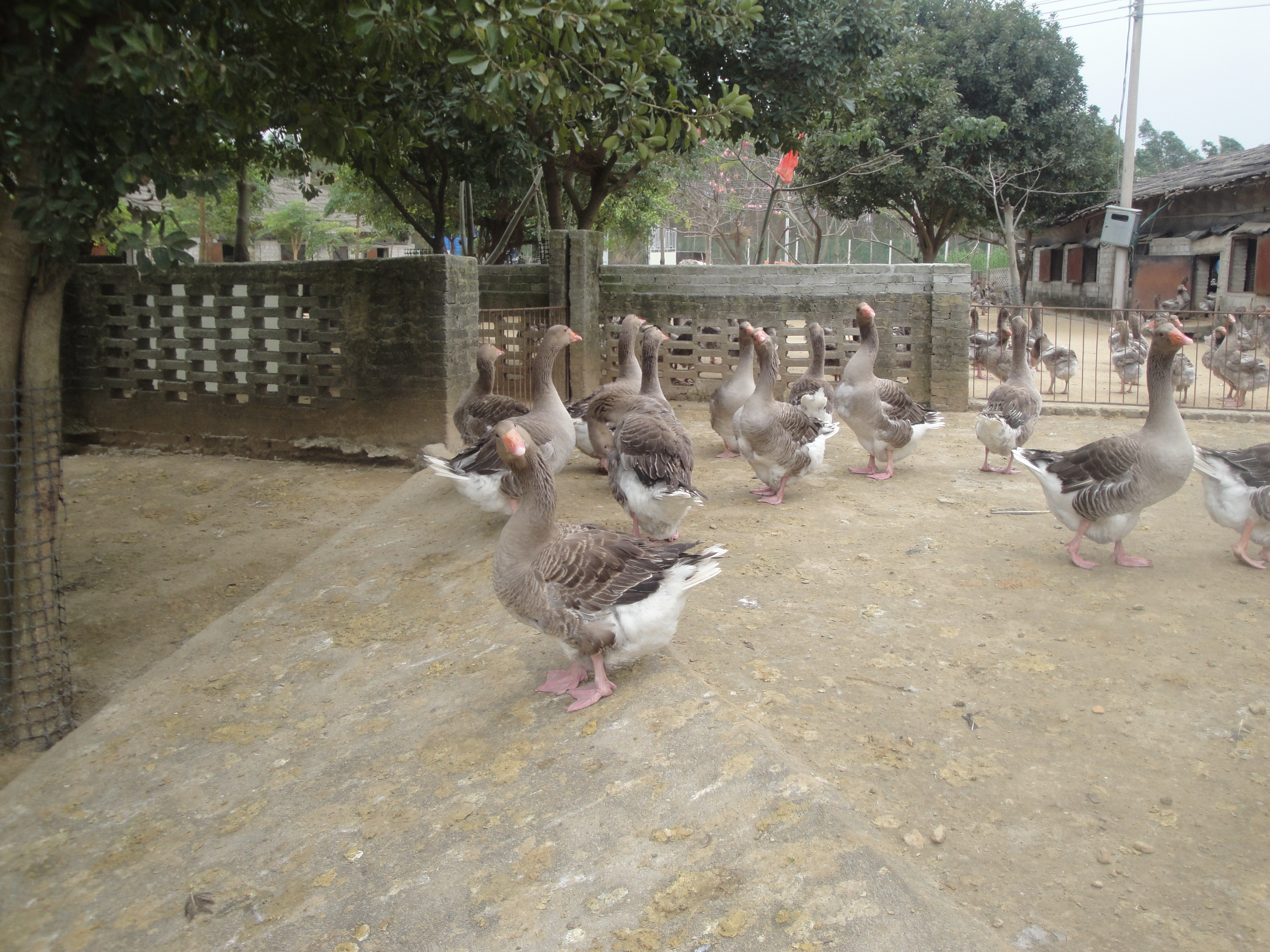  p data-id="tilrwsrc41cy">朗德鹅 span class