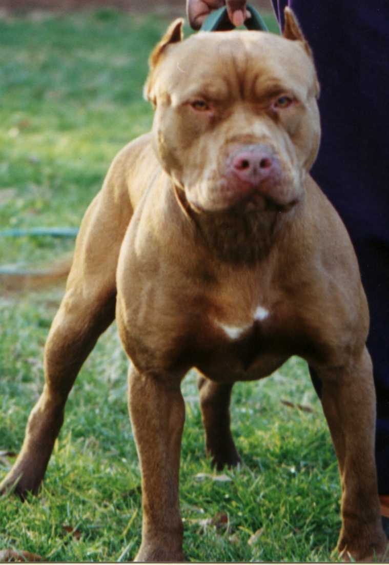 american pit bull terrier