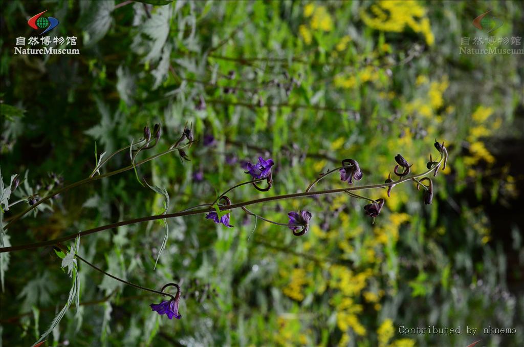  p>飞燕草属(学名:consolida (dc.) s. f.