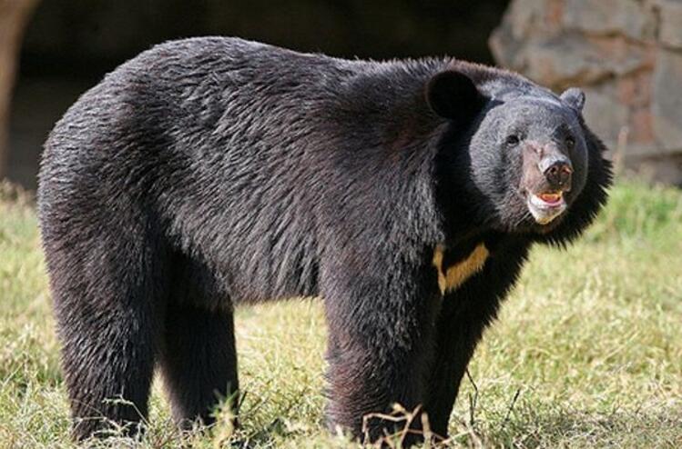 黑熊喜马拉雅亚种