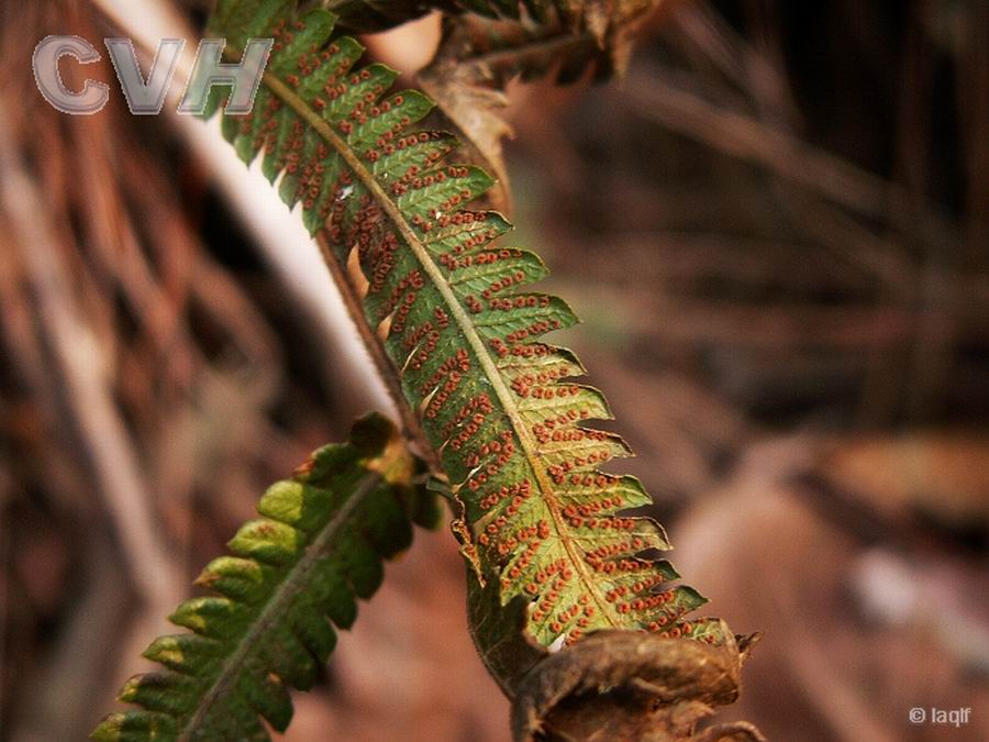  p>长根金星蕨(学名: i>parathelypteris beddomei /i> (bak.