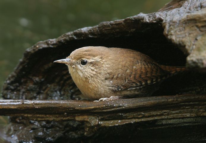 p>冬鹪鹩(学名: i>troglodytes troglodytes /i>):是一种小型 a