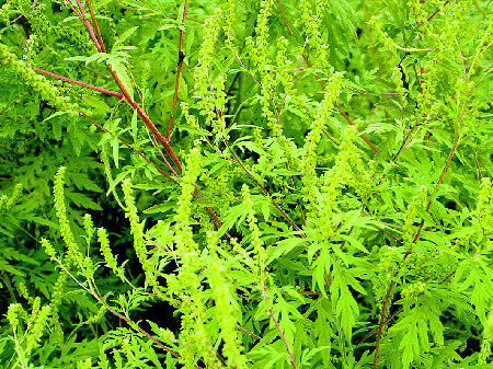  p>豚草(学名: i>ambrosia artemisiifolia /i>  l.