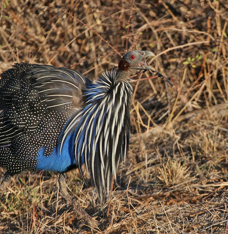 vulturine guineafowl