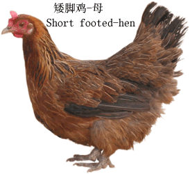 兴义矮脚鸡