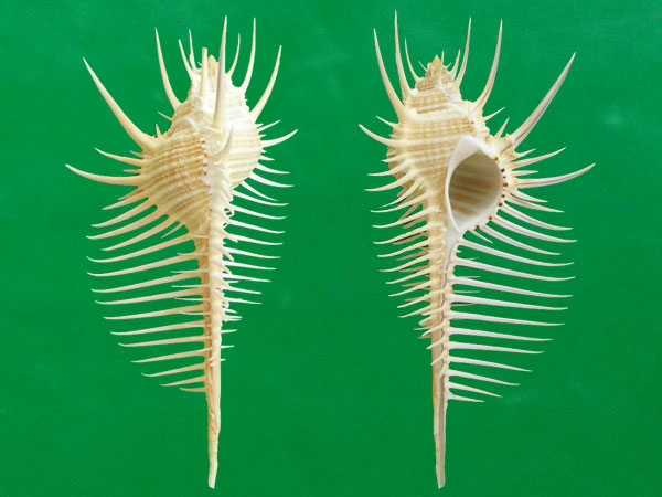  p>维纳斯骨螺,即 a href="#" data-lemmaid="2336992">栉棘骨螺 /a>