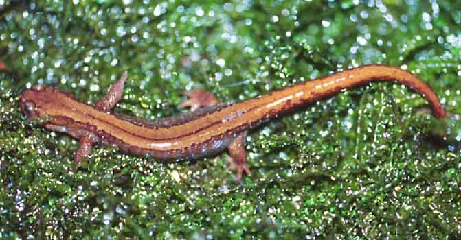  p>小鲵属(hynobius)为 a href="#" data-lemmaid="2259418">小鲵科 