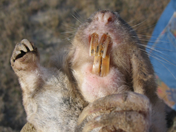  p>平原囊鼠(学名: i>geomys bursarius /i>)分布于 a target="_blank