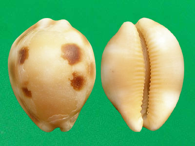  p>棋盘宝螺(学名:luria tessellata)是腹足纲宝螺科的 a href="#"