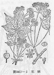 刺楸_百度百科