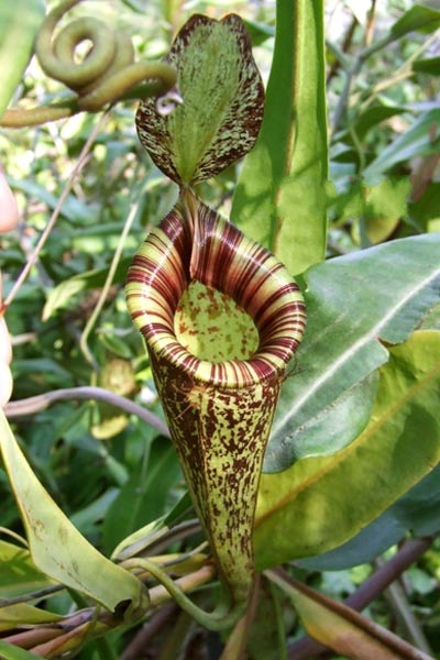 nepenthes × hookeriana