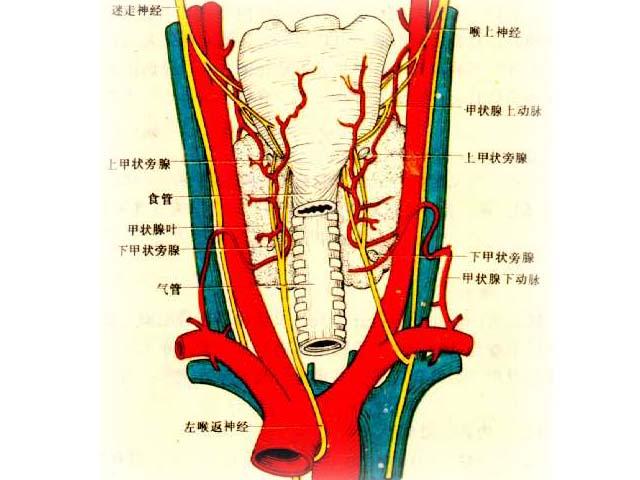 甲状腺功能减低症
