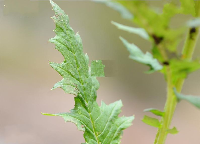 是菊科 a target="_blank" href="/item/千里光属/3078325" data