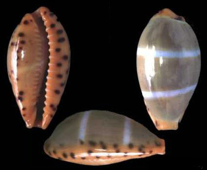  p>双线宝螺(学名:palmadusta lutea lutea)是腹足纲宝螺科的 a href=