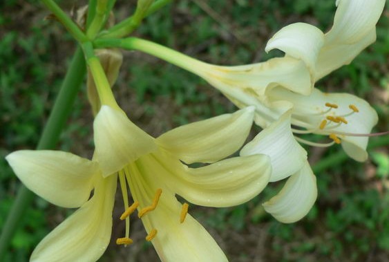  p>乳白石蒜(学名: i>lycoris albiflora /i> koidz) a target="