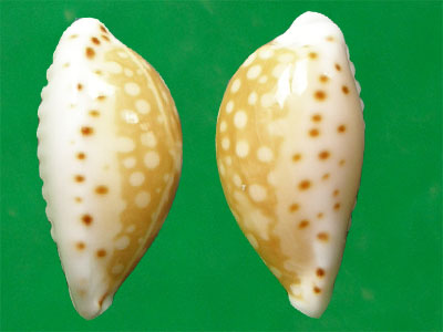  p>满天星宝螺(学名:cribrarula gaskoinii gaskoinii)是腹足纲宝螺科