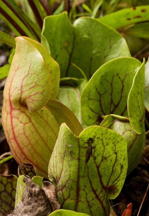 purple pitcherplant